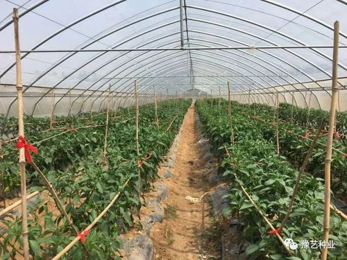 豫藝種業(yè)2018早春瓜菜新優(yōu)品種觀摩會(huì)邀請函