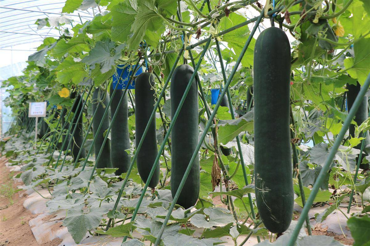 定了!6月2日,武漢種博會(huì)開幕