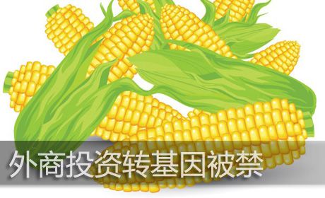 外商進軍種業(yè)機制放寬,種子行業(yè)擔(dān)心的問題快來看看