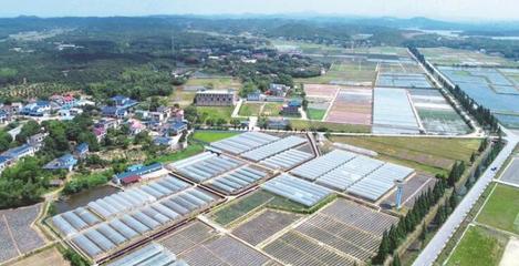 長沙縣啟動第一批種業(yè)小鎮(zhèn)建設(shè)