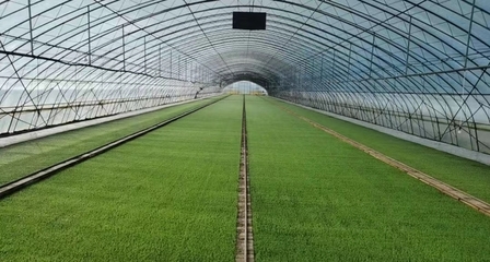 二次創(chuàng)業(yè) “北大荒”扛起中國種業(yè)振興大旗