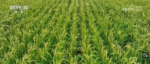 我國畜禽核心種源自給率超75%，資源保護體系更加完善