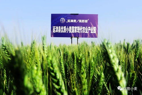 歲歲冬至，種業新篇